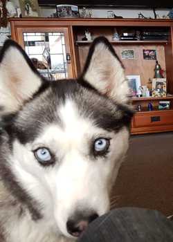 Horana Huskies Monarch  profile image
