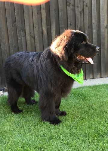Coda Newfoundland Monarch 05 profile image