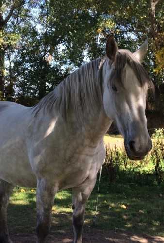 Stasja Ebsworth MonarchHorses 05 profile image