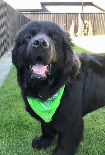 Coda Newfoundland Monarch 01 profile image
