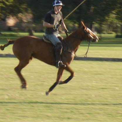 08,Leo Gatti Monarch 16 profile image