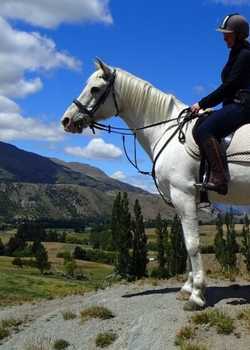 MrWhite Clear MonarchHorses 03  profile image