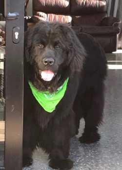 Coda Newfoundland Monarch 0  profile image