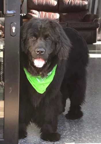 Coda Newfoundland Monarch 0 profile image
