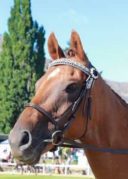Santos Bennetts MonarchHorses 01  profile image