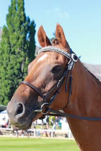 Santos Bennetts MonarchHorses 01 profile image