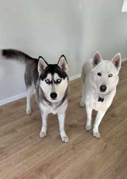 Tuhura Dogs Monarch  profile image