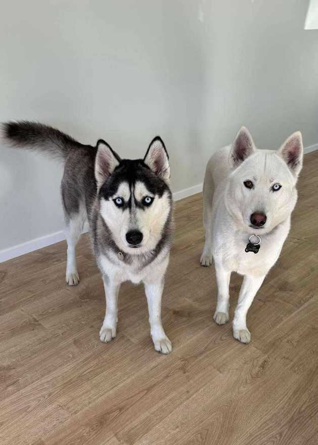 Tuhura Dogs Monarch profile image