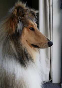 Odin Monarch 2 copy  profile image