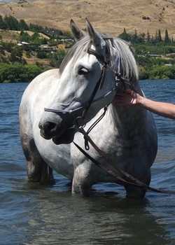 Stasja Ebsworth MonarchHorses 02  profile image