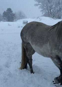 Stasja Ebsworth MonarchHorses 01  profile image