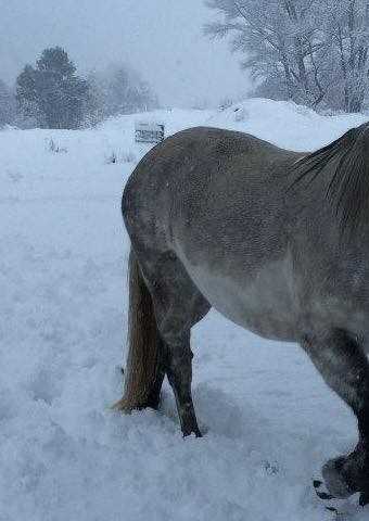 Stasja Ebsworth MonarchHorses 01 profile image