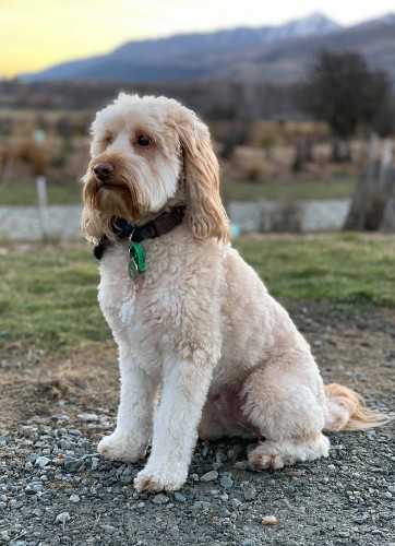 Minti McIlwrick Monarch 05 profile image
