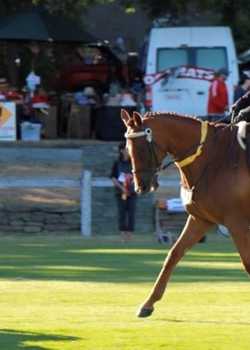 Santos Bennetts MonarchHorses 02  profile image