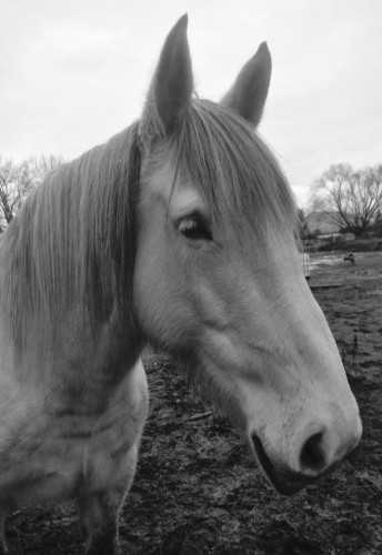 Stasja Ebsworth MonarchHorses 03 profile image
