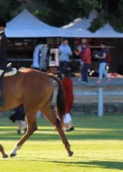 Santos Bennetts MonarchHorses 02 right  profile image