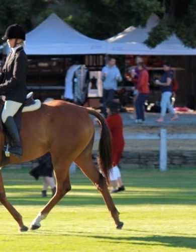 Santos Bennetts MonarchHorses 02 right profile image