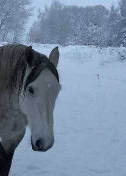 Stasja Ebsworth MonarchHorses 01 right  profile image