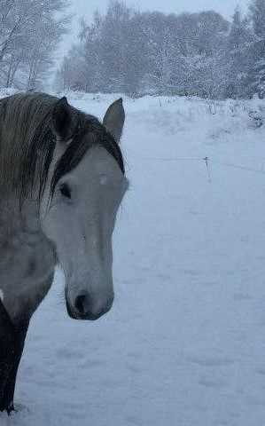 Stasja Ebsworth MonarchHorses 01 right profile image
